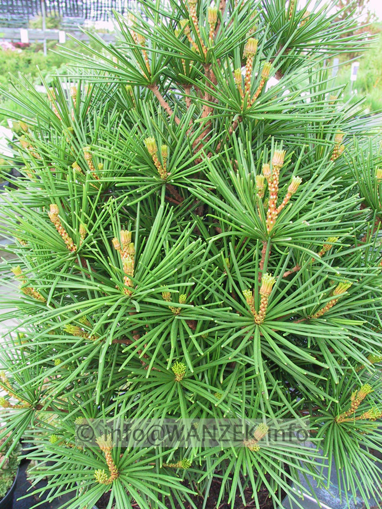 Sciadopitys verticillata 01.JPG